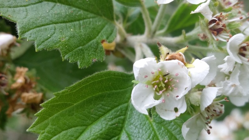 Texas Hawthorn photo 5