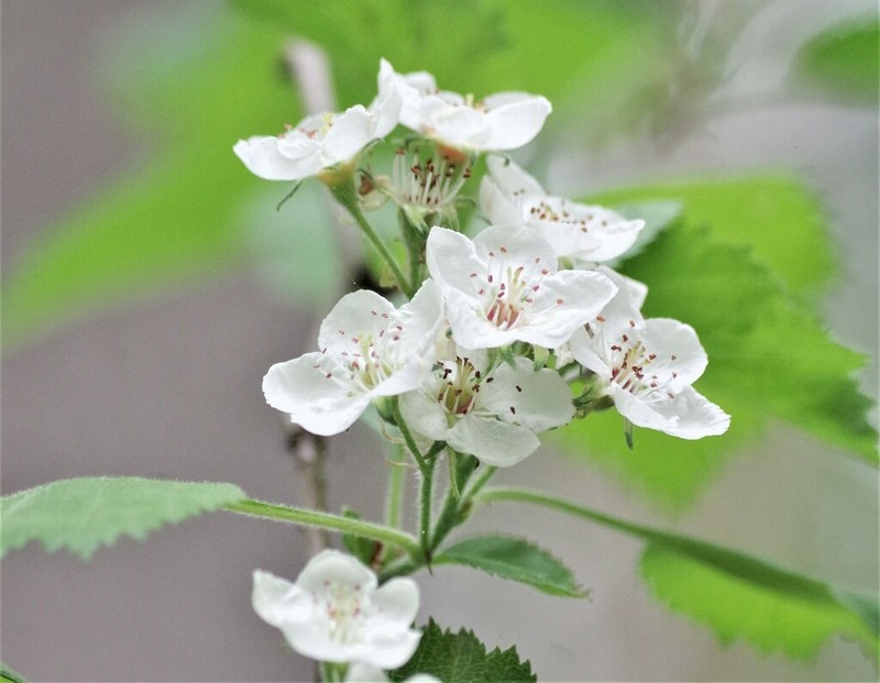 Texas Hawthorn photo 6