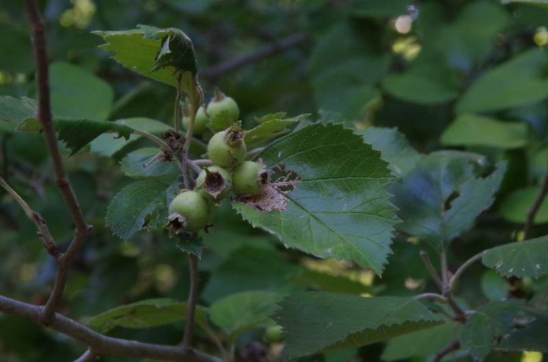 Texas Hawthorn photo 7