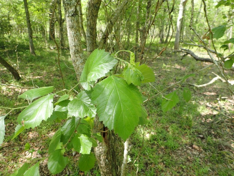 Texas Hawthorn photo 8