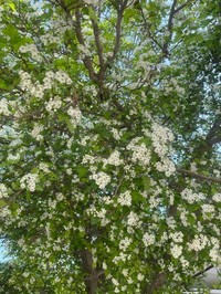 Crataegus theodori