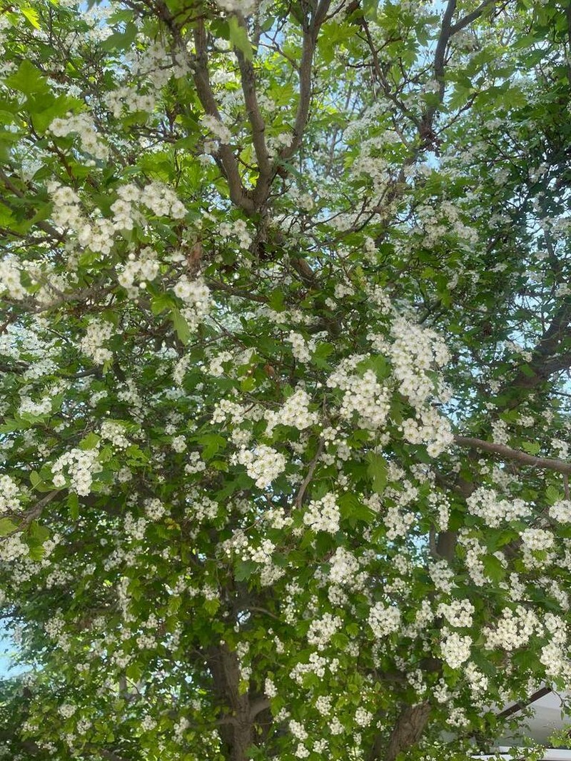 Crataegus theodori