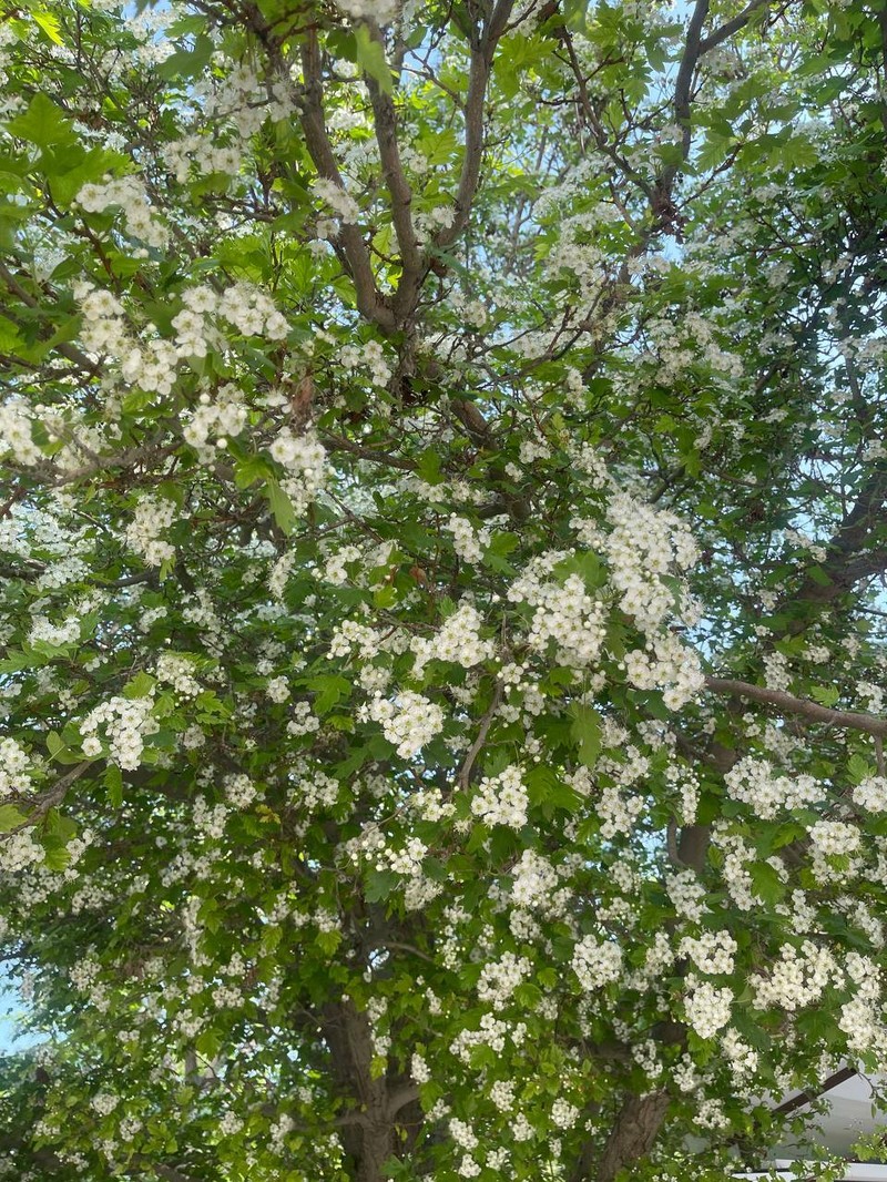 Crataegus theodori photo 2