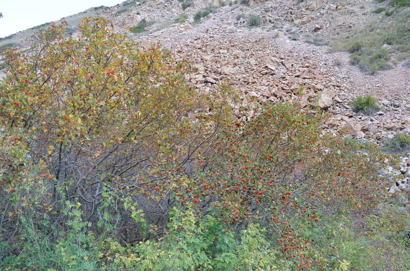 Crataegus tianschanica