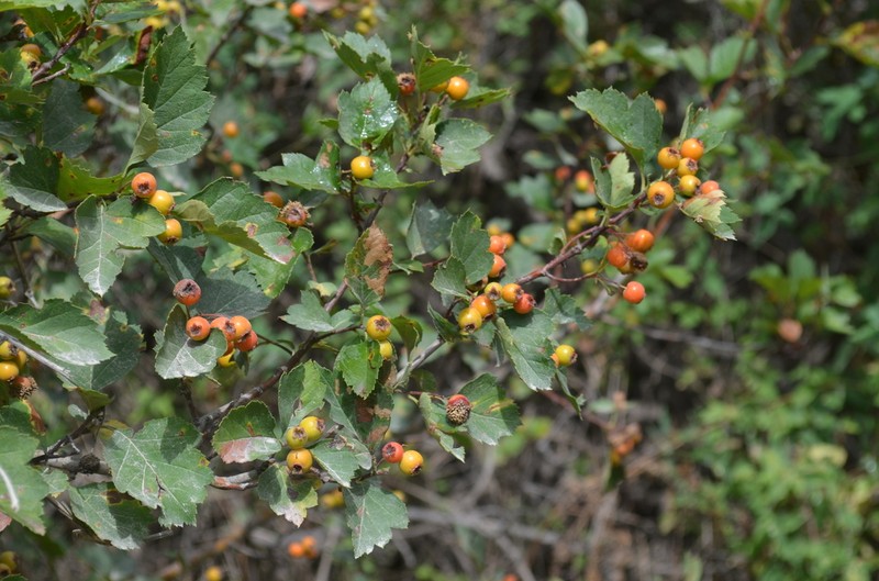 Crataegus tianschanica photo 2