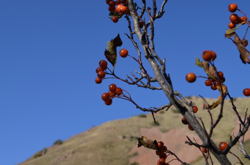 Crataegus tianschanica photo 3