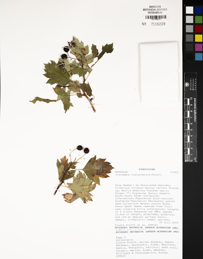 Crataegus tianschanica photo 4