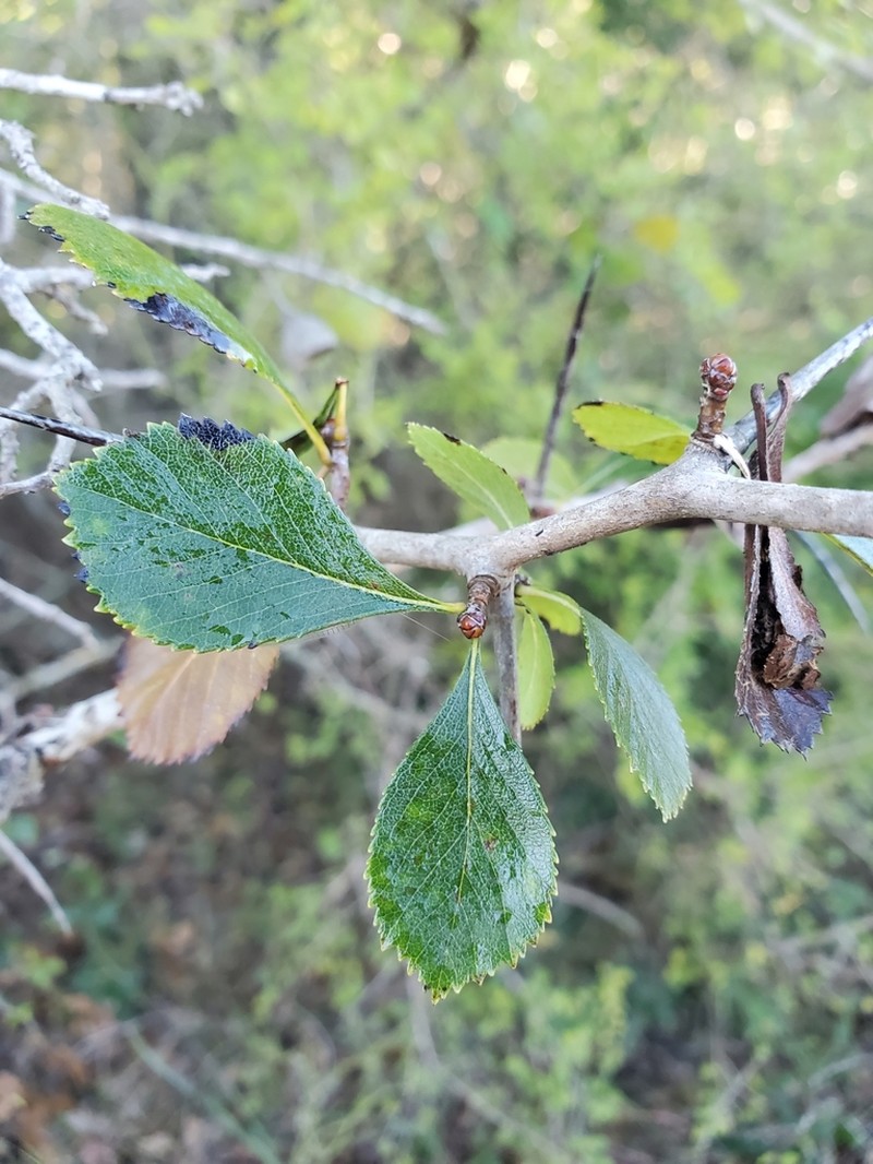 Tracy's Hawthorn