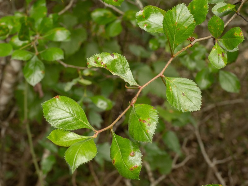 Tracy's Hawthorn photo 2