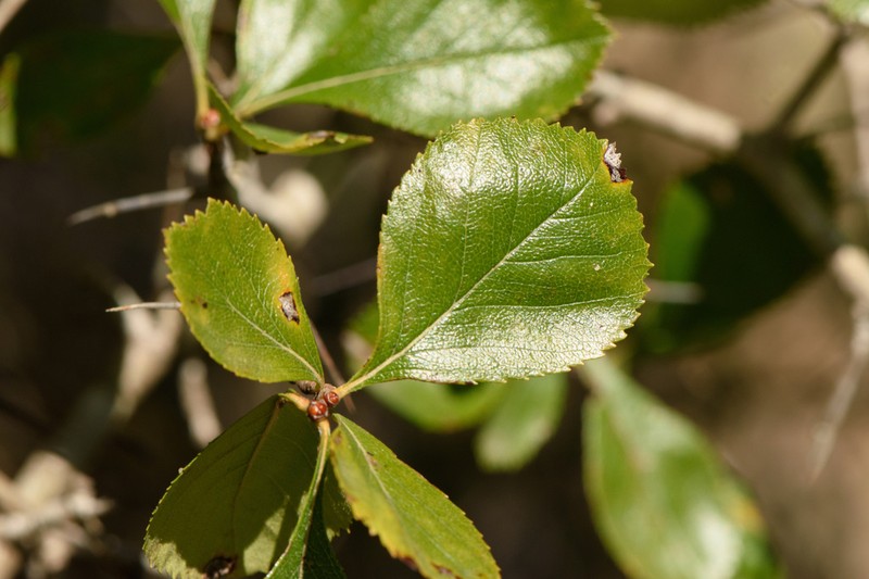 Tracy's Hawthorn photo 3