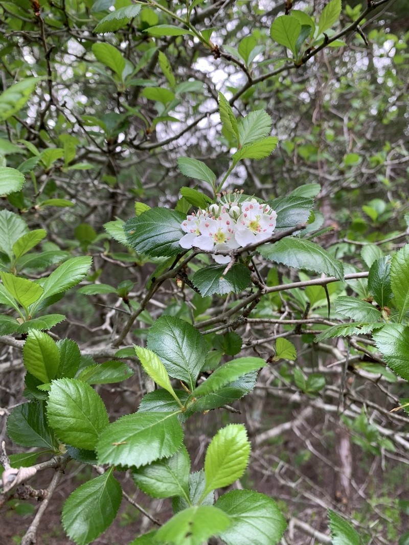Tracy's Hawthorn photo 6
