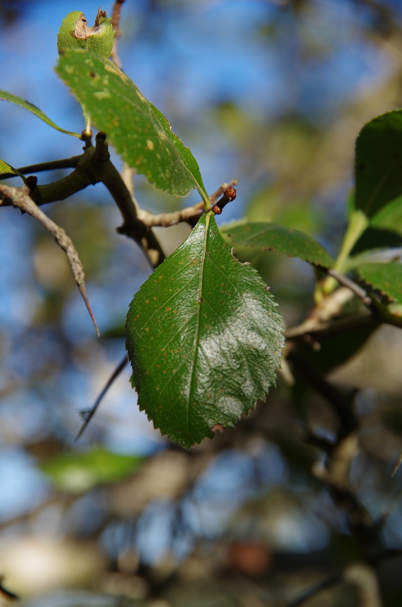 Tracy's Hawthorn photo 7