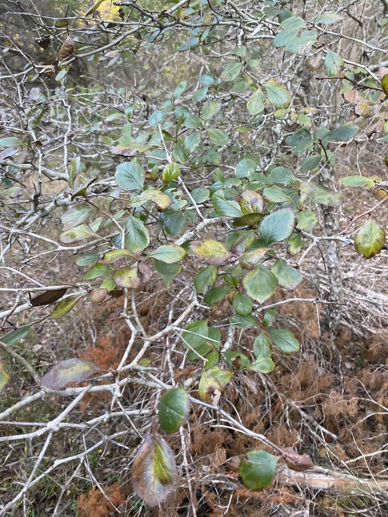 Tracy's Hawthorn photo 8