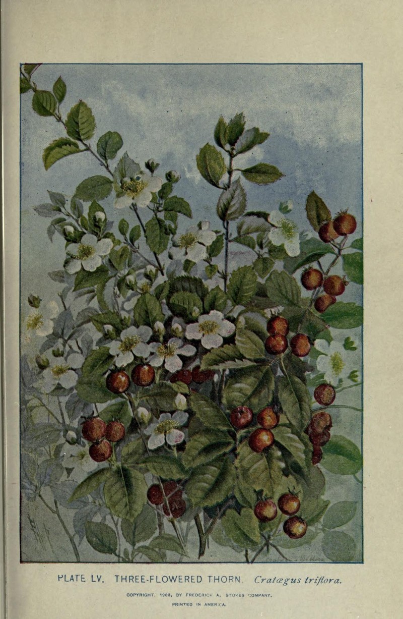 Threeflower Hawthorn