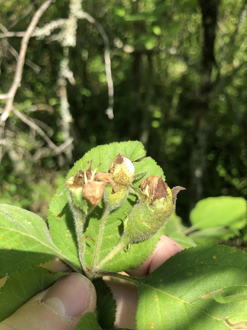 Threeflower Hawthorn photo 3