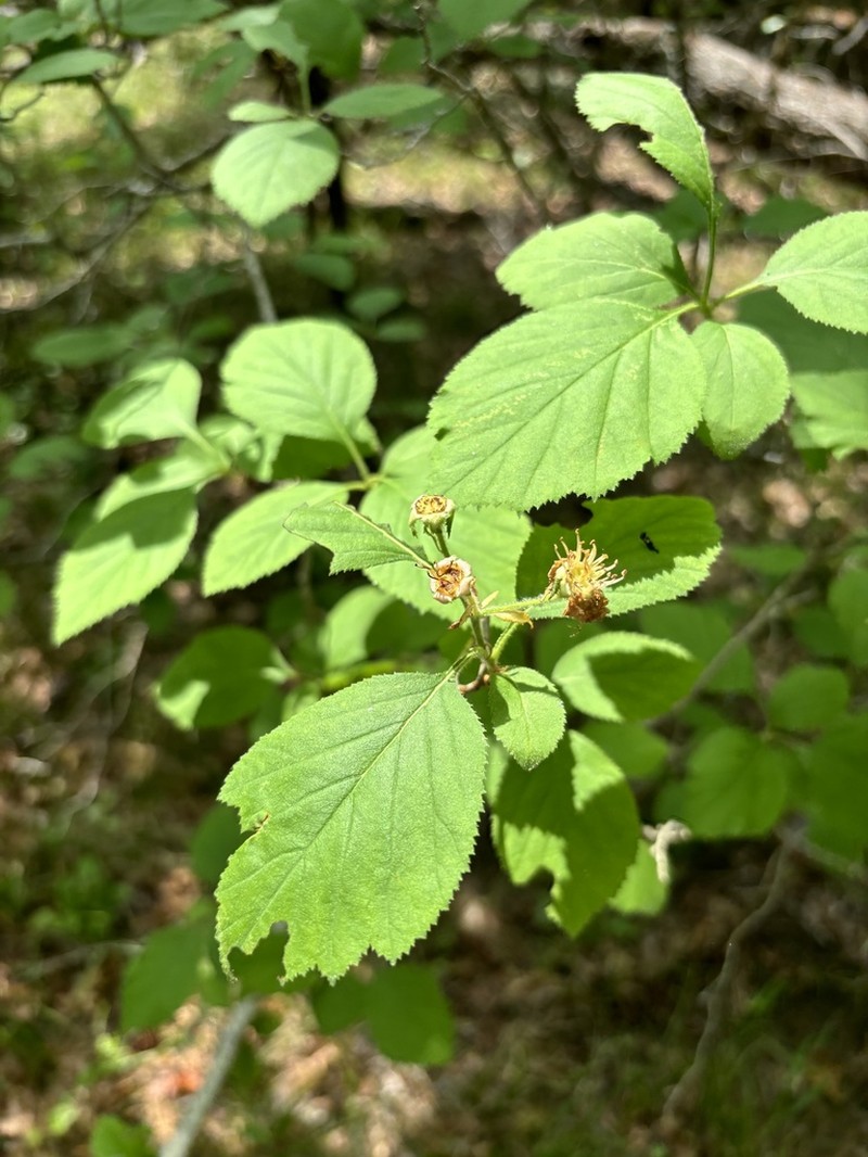 Threeflower Hawthorn photo 5