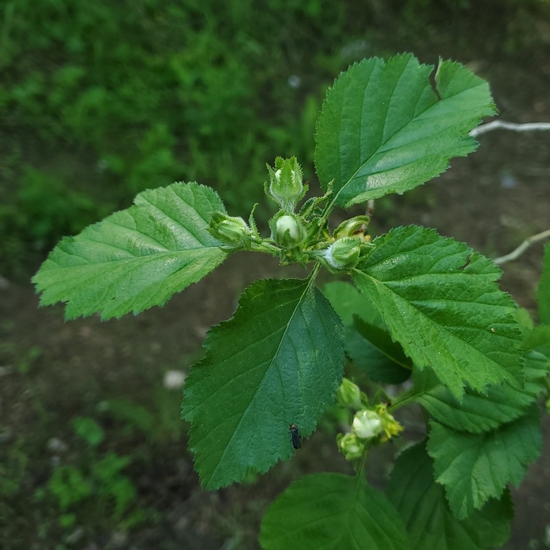 Threeflower Hawthorn photo 7