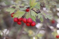 Crataegus turkestanica
