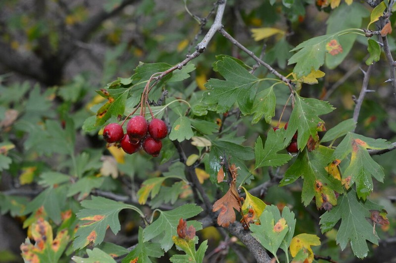 Crataegus turkestanica photo 2