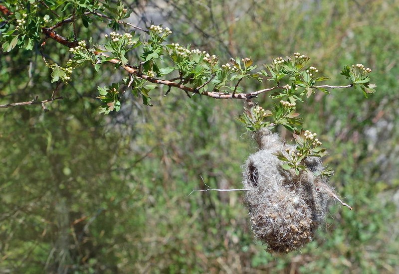 Crataegus turkestanica photo 3