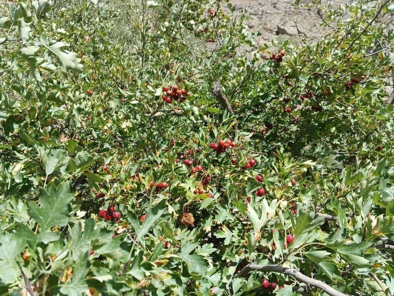 Crataegus turkestanica photo 4