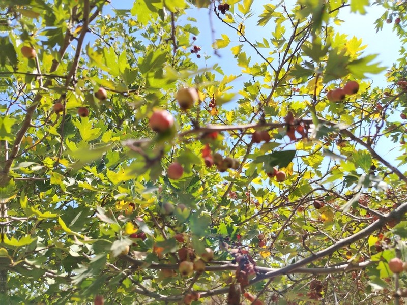 Crataegus turkestanica photo 5