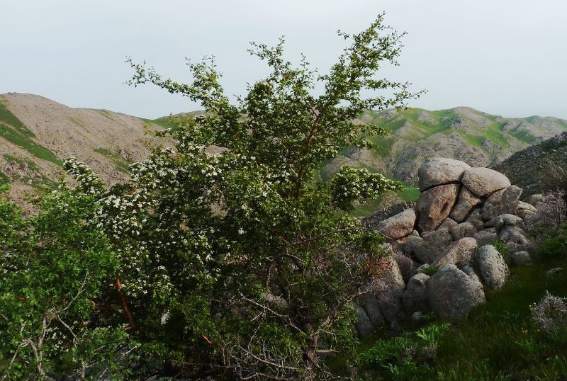 Crataegus turkestanica photo 6