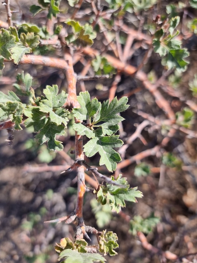 Crataegus turkestanica photo 7