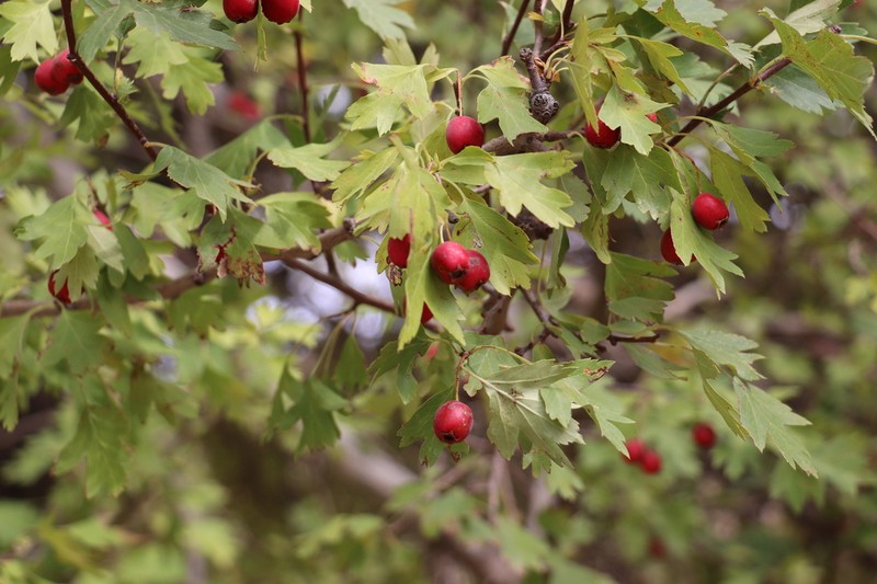 Crataegus turkestanica photo 8
