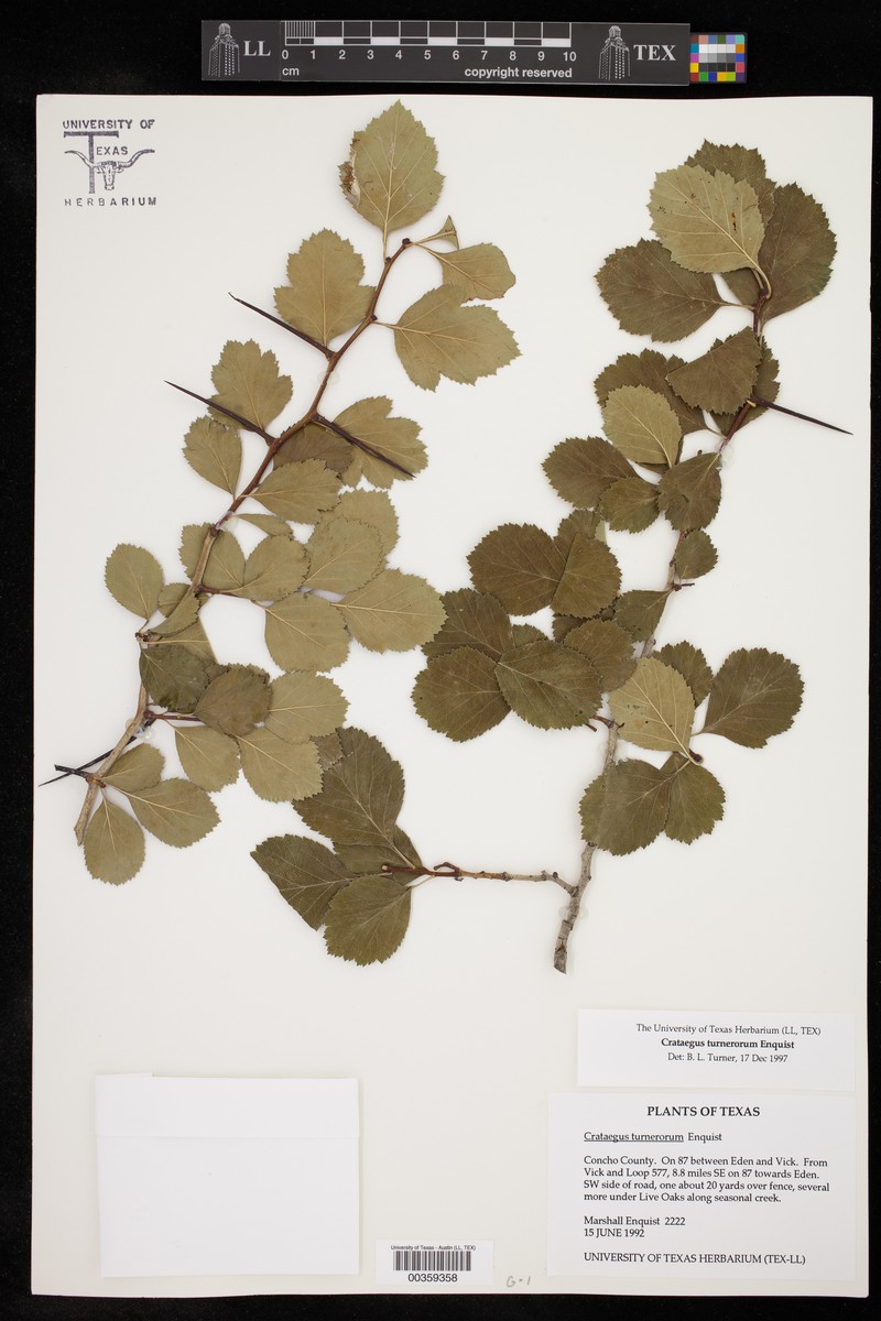 Turner's Hawthorn photo 5