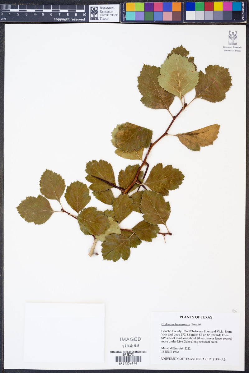 Turner's Hawthorn photo 6