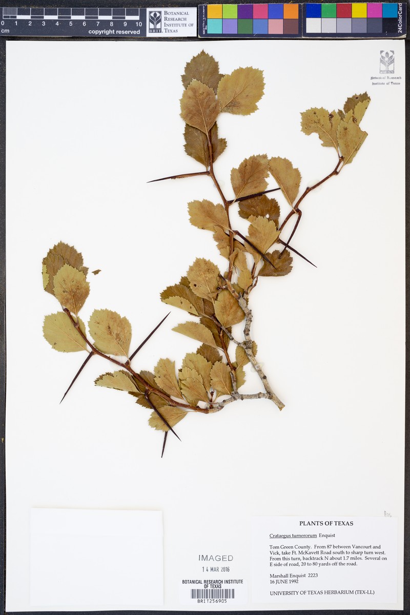 Turner's Hawthorn photo 7
