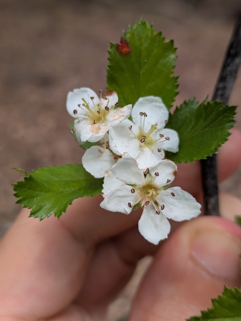 Turner's Hawthorn