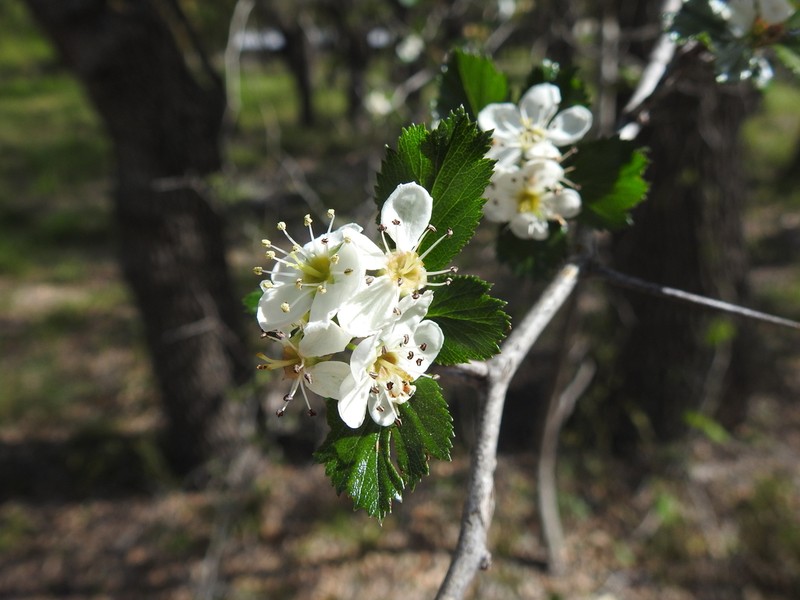 Turner's Hawthorn photo 2