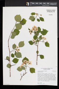 Crataegus umbratilis