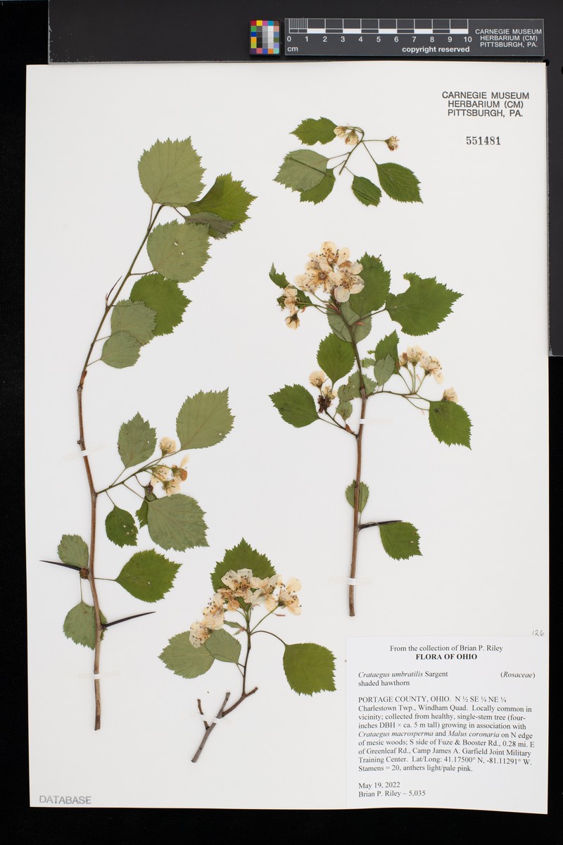 Crataegus umbratilis