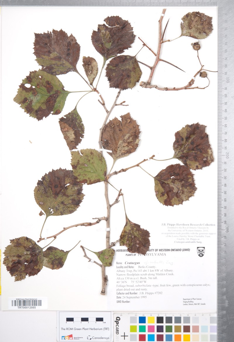 Crataegus umbratilis photo 2