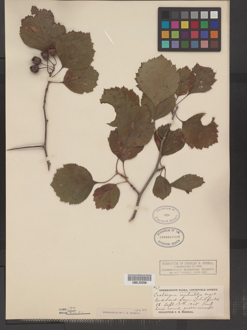 Crataegus umbratilis photo 3