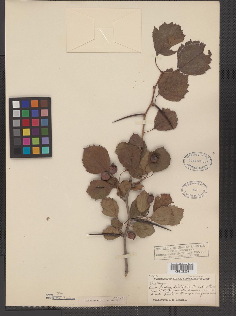 Crataegus umbratilis photo 4