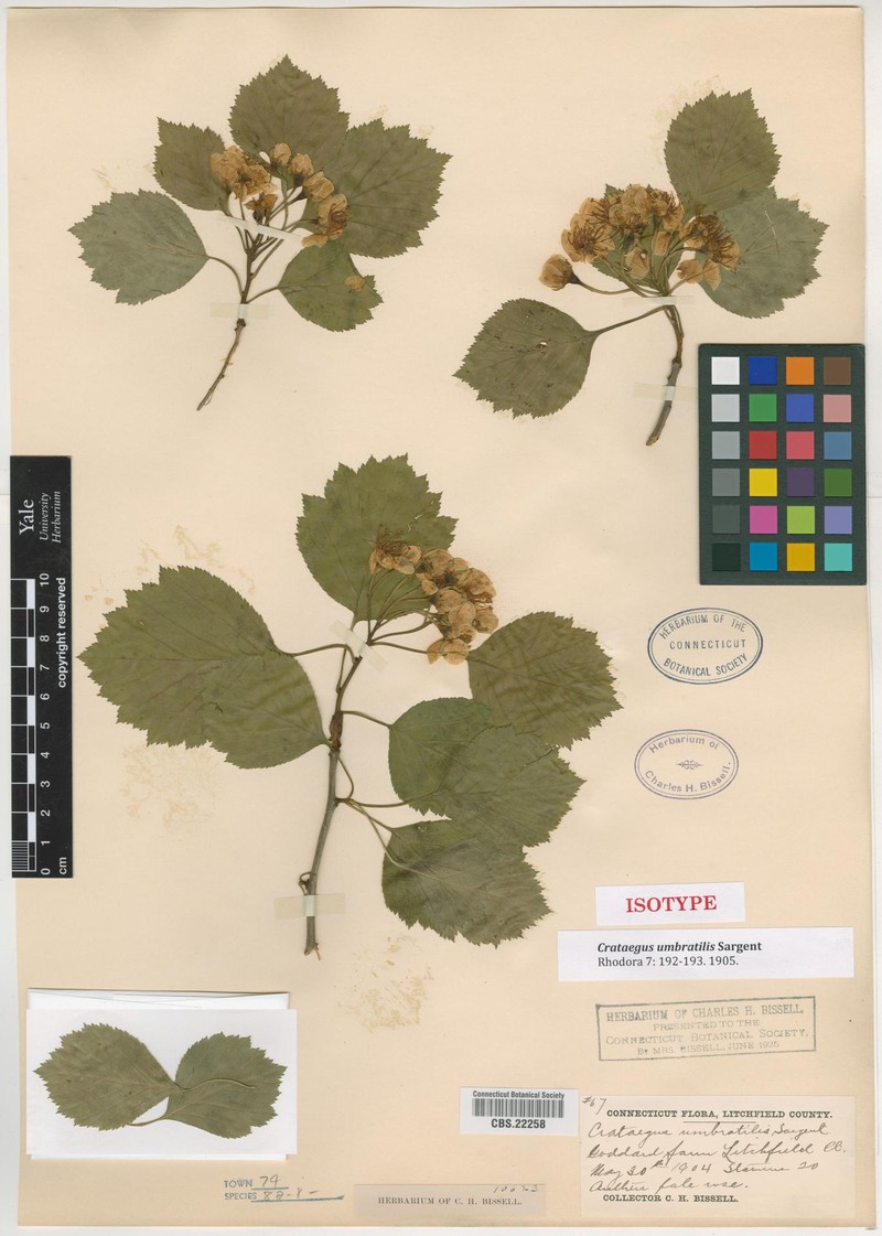 Crataegus umbratilis photo 5