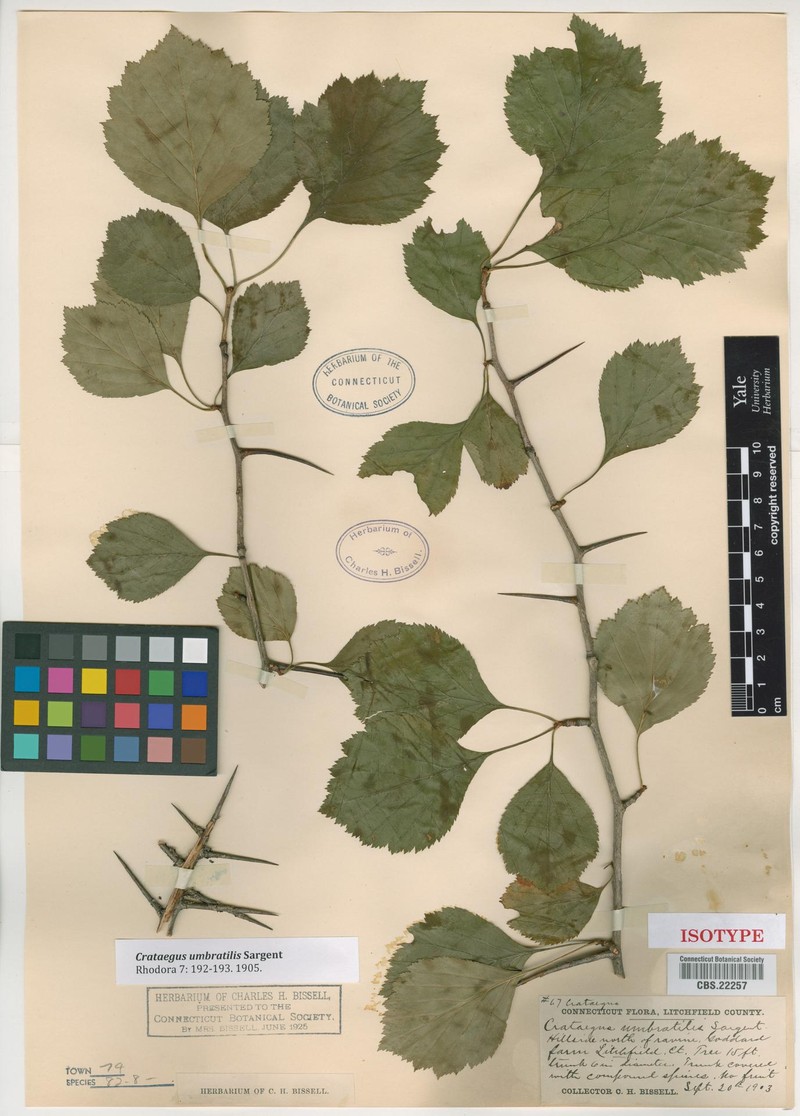 Crataegus umbratilis photo 6