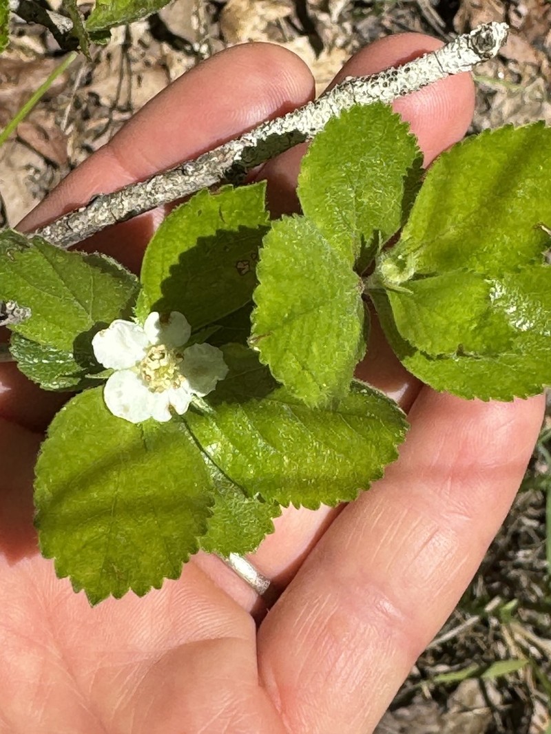 Franklin's Hawthorn