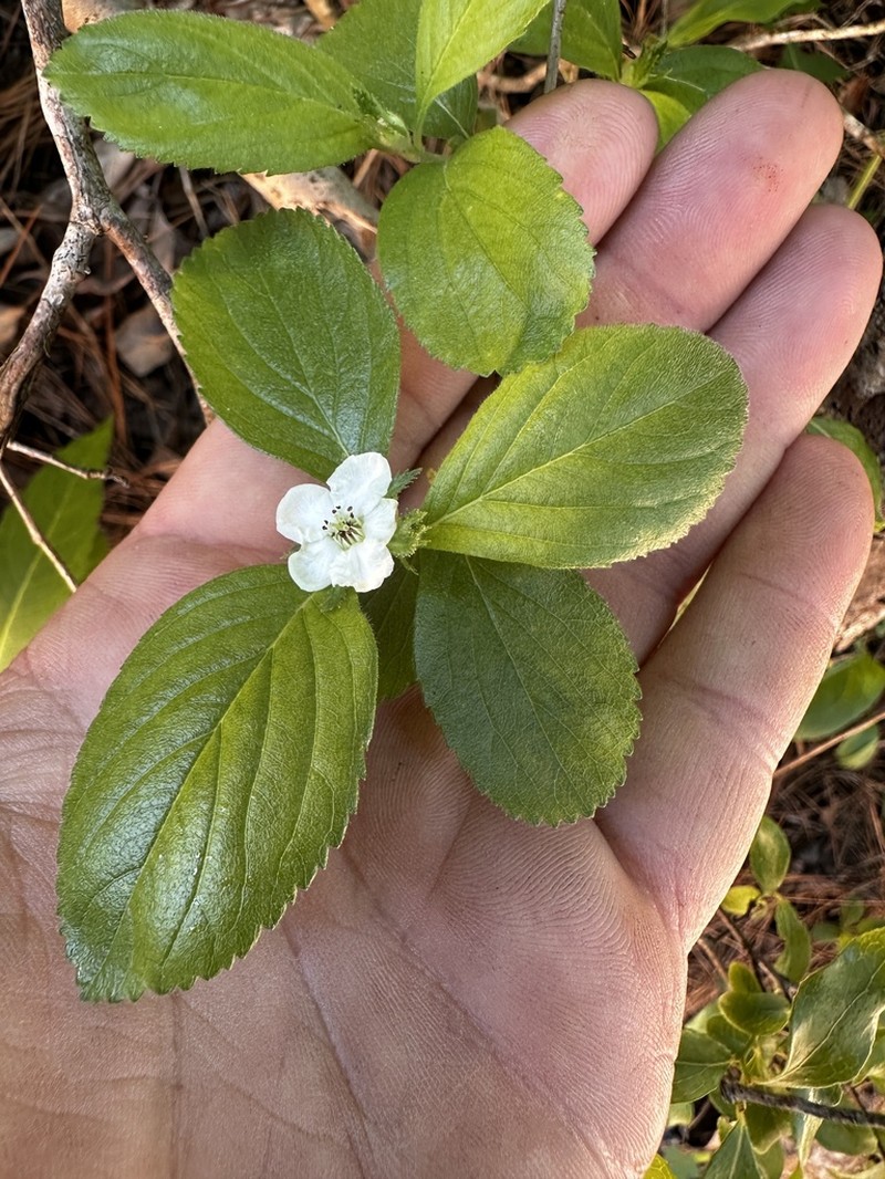 Franklin's Hawthorn photo 3