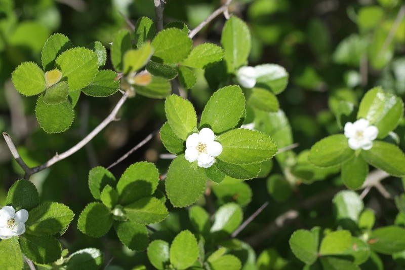 Franklin's Hawthorn photo 4