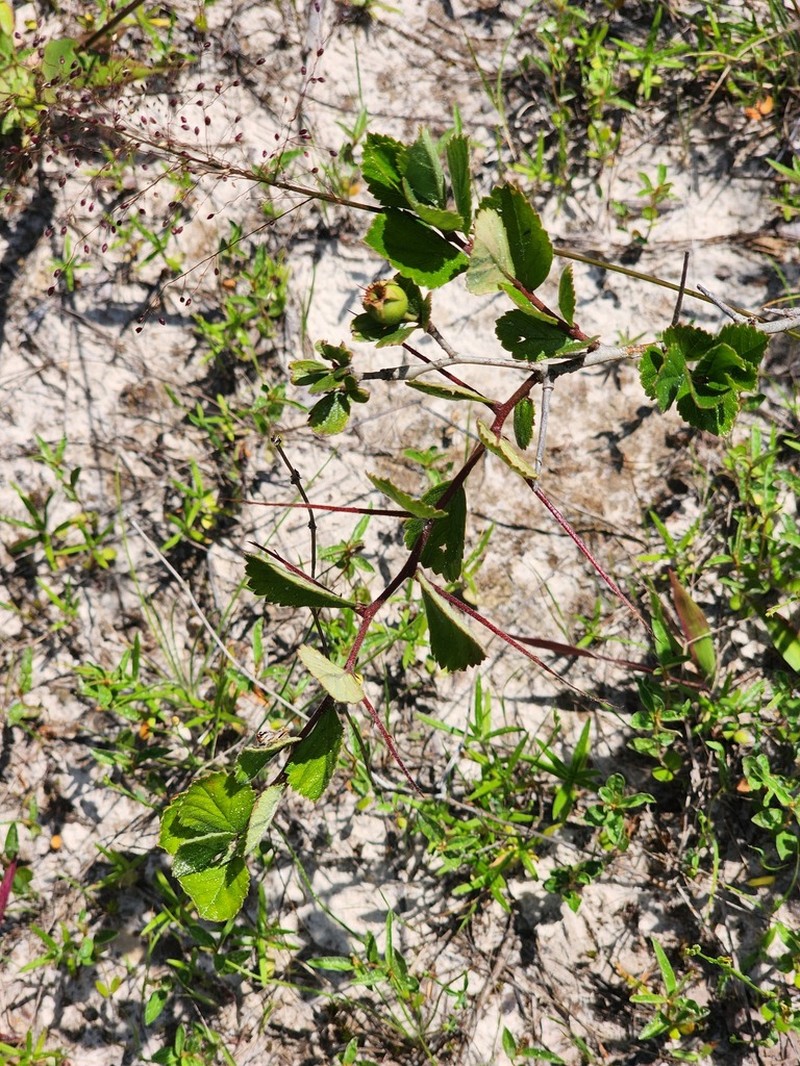 Franklin's Hawthorn photo 7