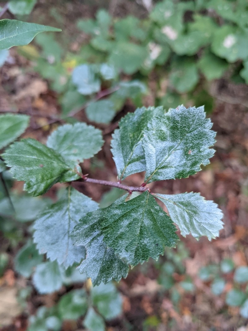 Franklin's Hawthorn photo 8