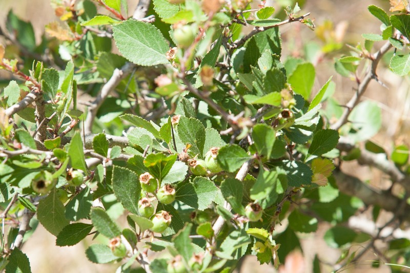 Dwarf Hawthorn photo 2