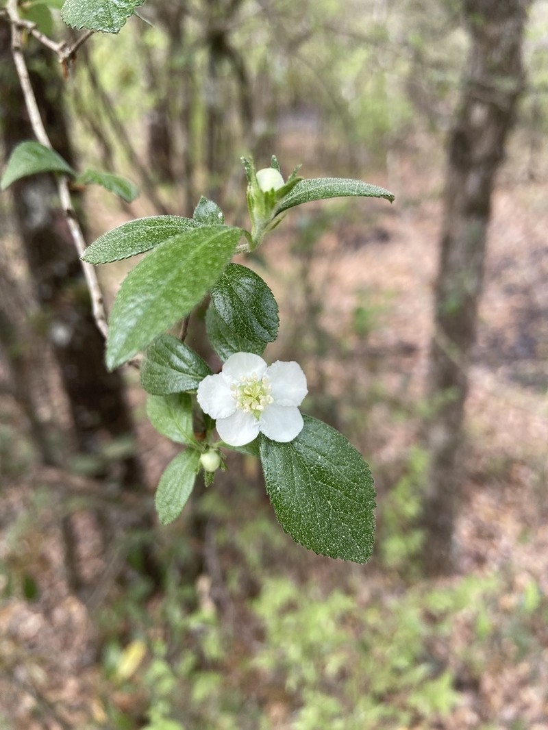 Dwarf Hawthorn photo 5