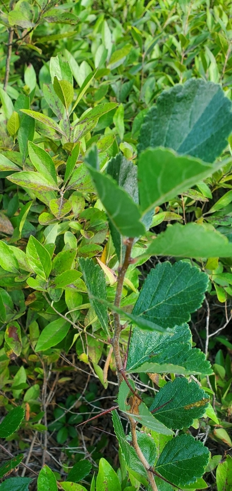 Dwarf Hawthorn photo 6