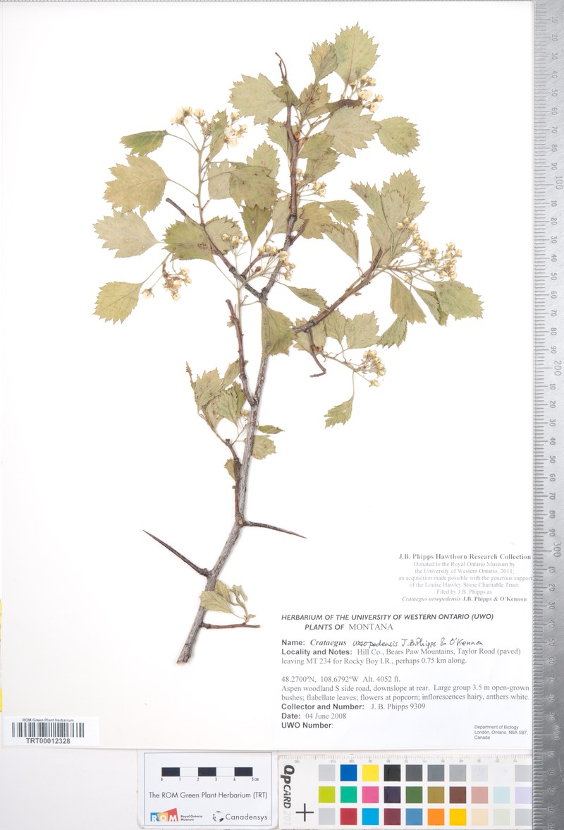 Crataegus ursopedensis photo 2